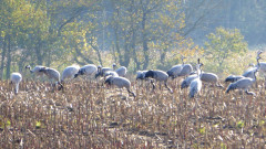 Kraniche Unterwegs  (2)