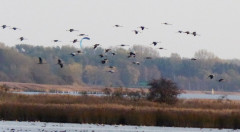 Bodden bei Spyker (3)