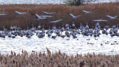 Bodden bei Spyker (8)