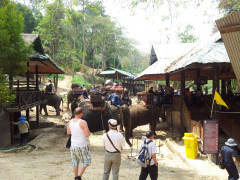 Elefantencamp Mae Rim