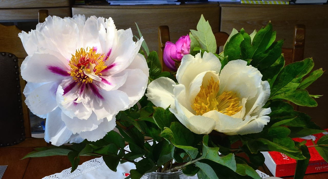 Gartenblumen