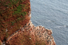 Helgoland 2014, Klippenrandweg, Lummenfelsen
