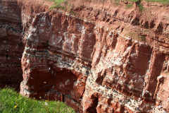 Helgoland 2014, Klippenrandweg, Lummenfelsen