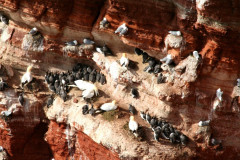 Helgoland 2014, Klippenrandweg, Lummenfelsen