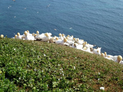 Helgoland 2014, Klippenrandweg, Basstölpel