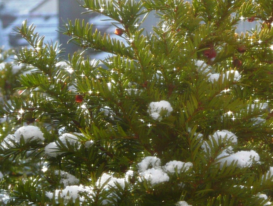 13.12.19 Kurzwinter (2a)