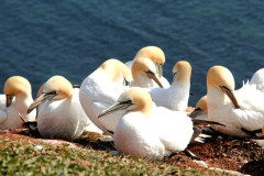 Helgoland 2014, Klippenrandweg, Basstölpel