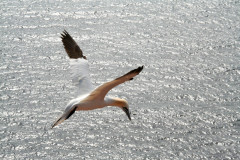 Helgoland 2014, Klippenrandweg, Basstölpel