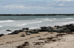 Helgoland 2014, Badeinsel Düne, Kegelrobben