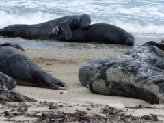 Helgoland 2014, Badeinsel Düne, Kegelrobben