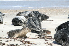 Helgoland 2014, Badeinsel Düne, Kegelrobben