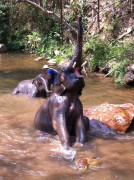 Mae Rim
