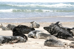 Helgoland 2014, Badeinsel Düne, Kegelrobben