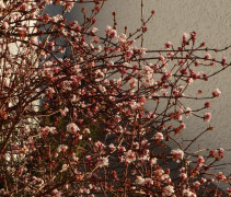 Winterschneeball in Bruckmühl