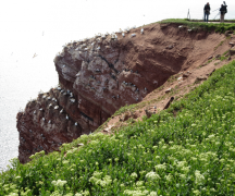 Helgoland 2014, Klippenrandweg, Basstölpel
