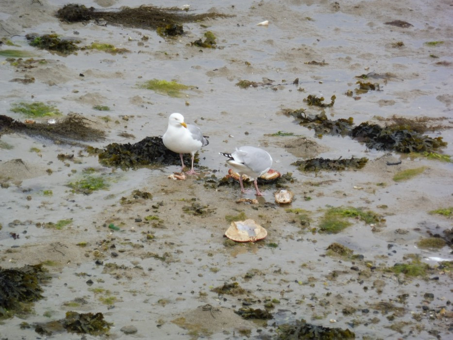 Roscoff