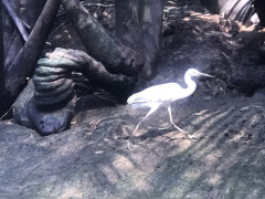 little Amazonas