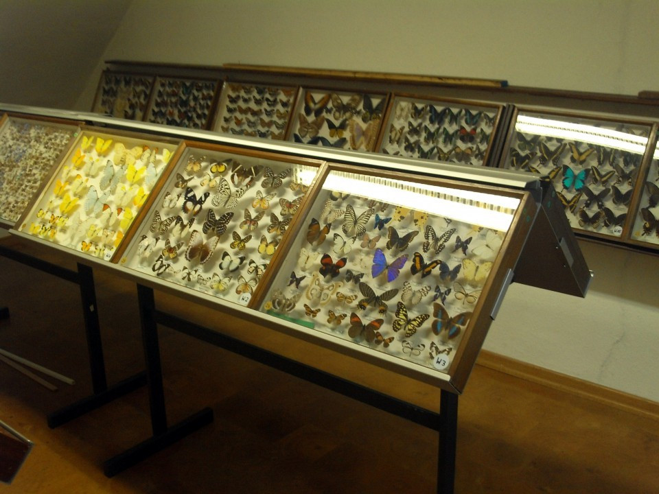 22 Gerolstein Naturkundemuseum