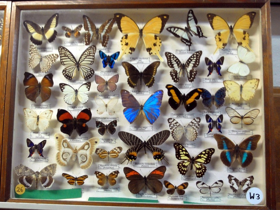 23 Gerolstein Naturkundemuseum