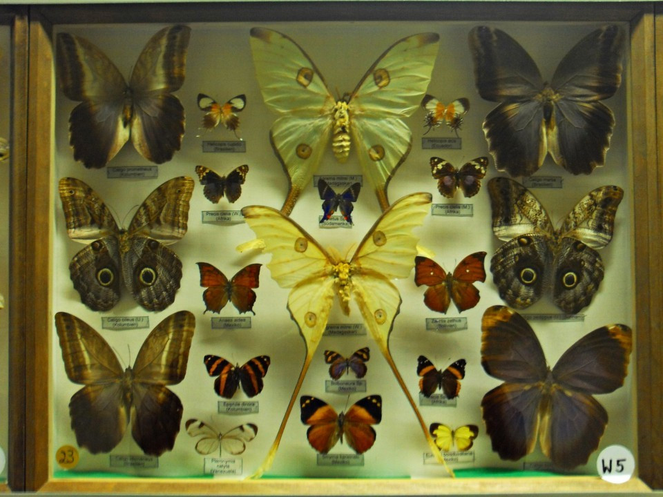 24 Gerolstein Naturkundemuseum