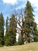 Esterbergalm