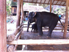 Mae Rim