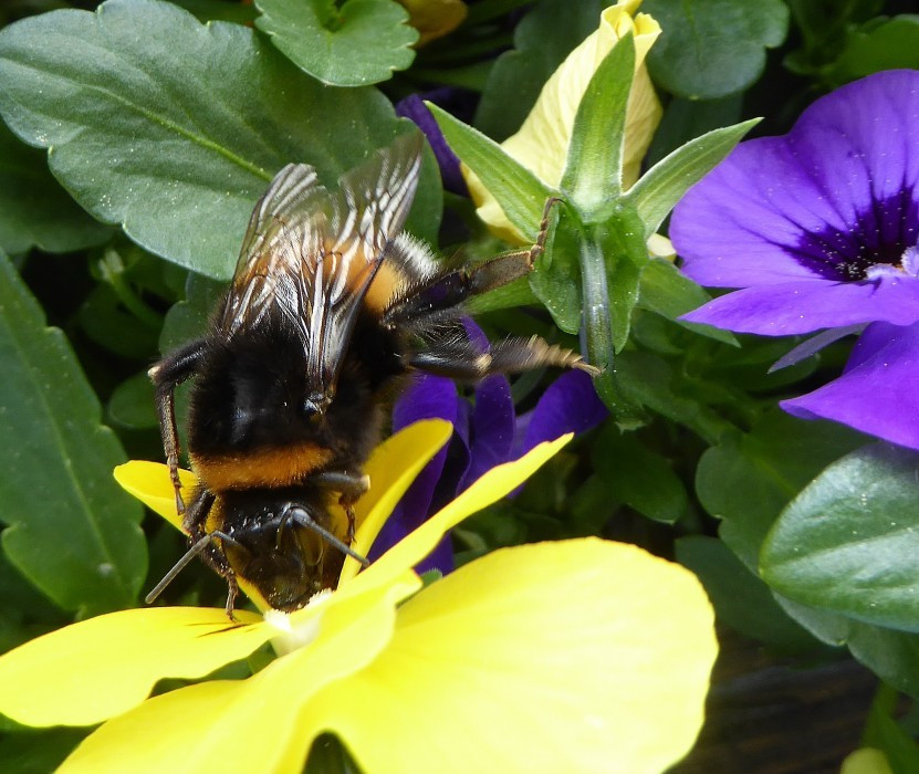 Erdhummel