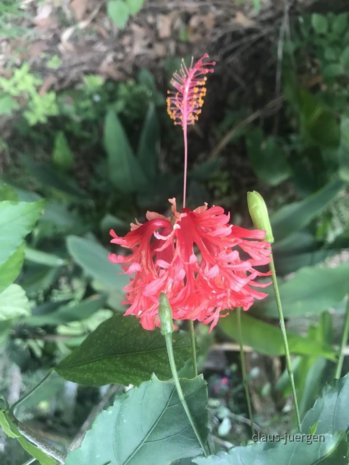 ?random=0&maxWidth=0&embedded=0&thumbnail=large