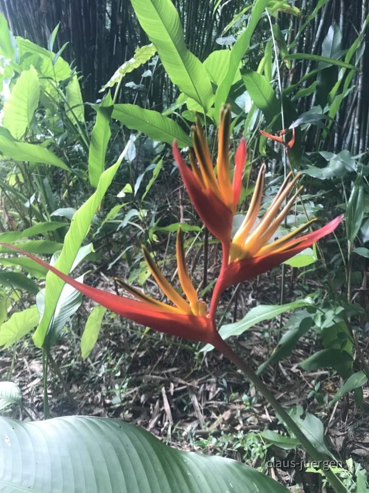 ?random=0&maxWidth=0&embedded=0&thumbnail=large