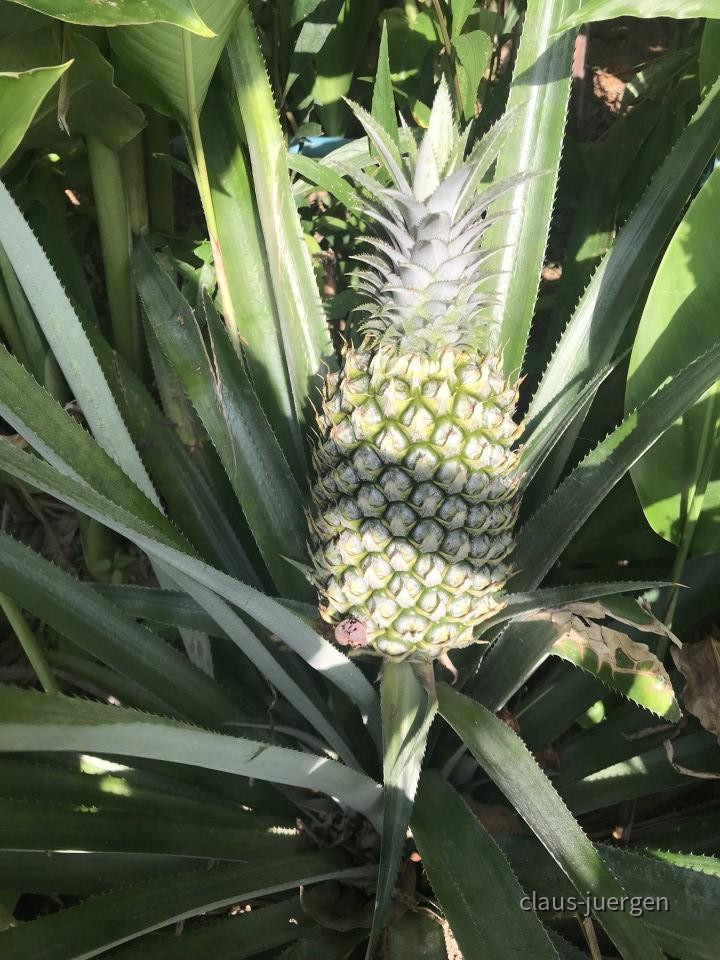 ?random=0&maxWidth=0&embedded=0&thumbnail=large