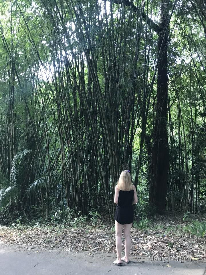 ?random=0&maxWidth=0&embedded=0&thumbnail=large