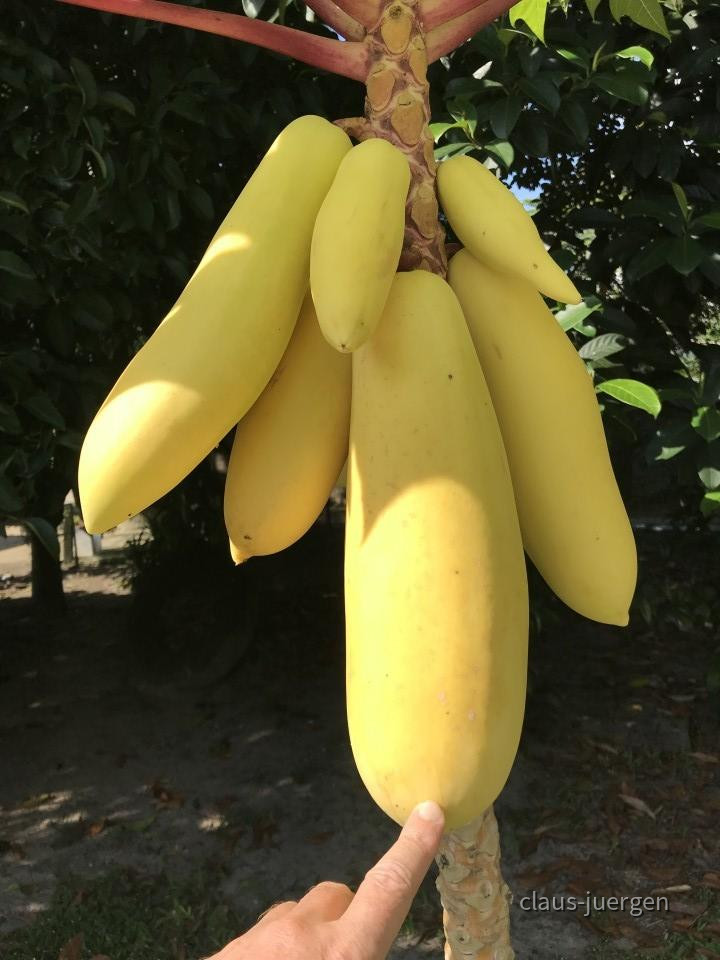 ?random=0&maxWidth=0&embedded=0&thumbnail=large