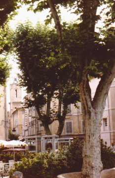 Frankreich 5 - Gebäude, Platanen...