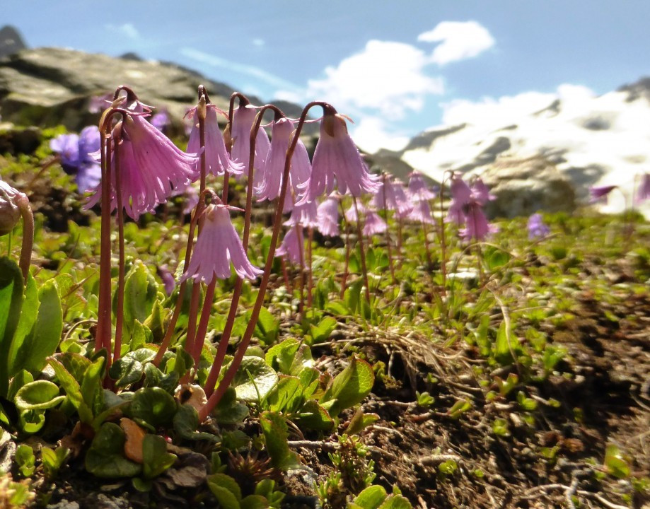 Soldanelle-Zwerg-Alpisch, Soldanella pusilla 5.7.19 Madritsch (11) + Kleb-Primel