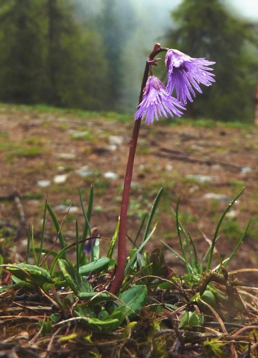 4a. Soldanelle-Alpen, gew.Alpenglöckchen, Soldanella alpina 26.5.14 ReschnerA