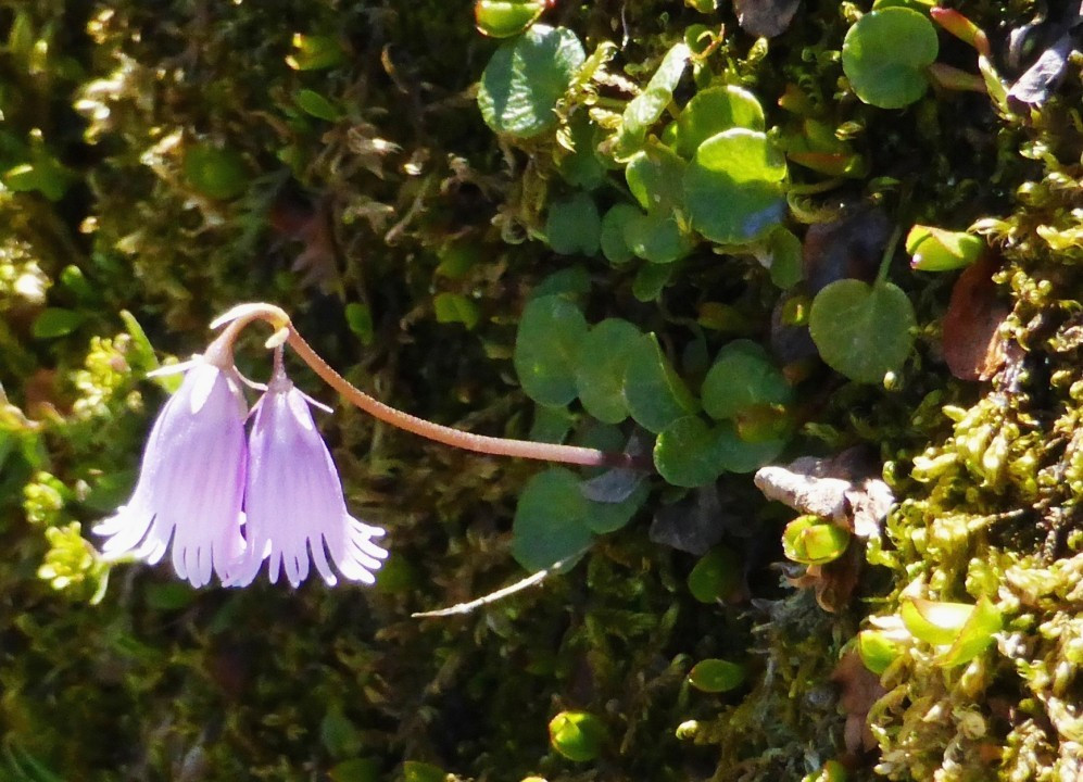 1b. Soldanelle-Zwerg-alpisch, kleines Alpenglöckchen, Soldanella pusilla 16.7.14 Schaubachhü