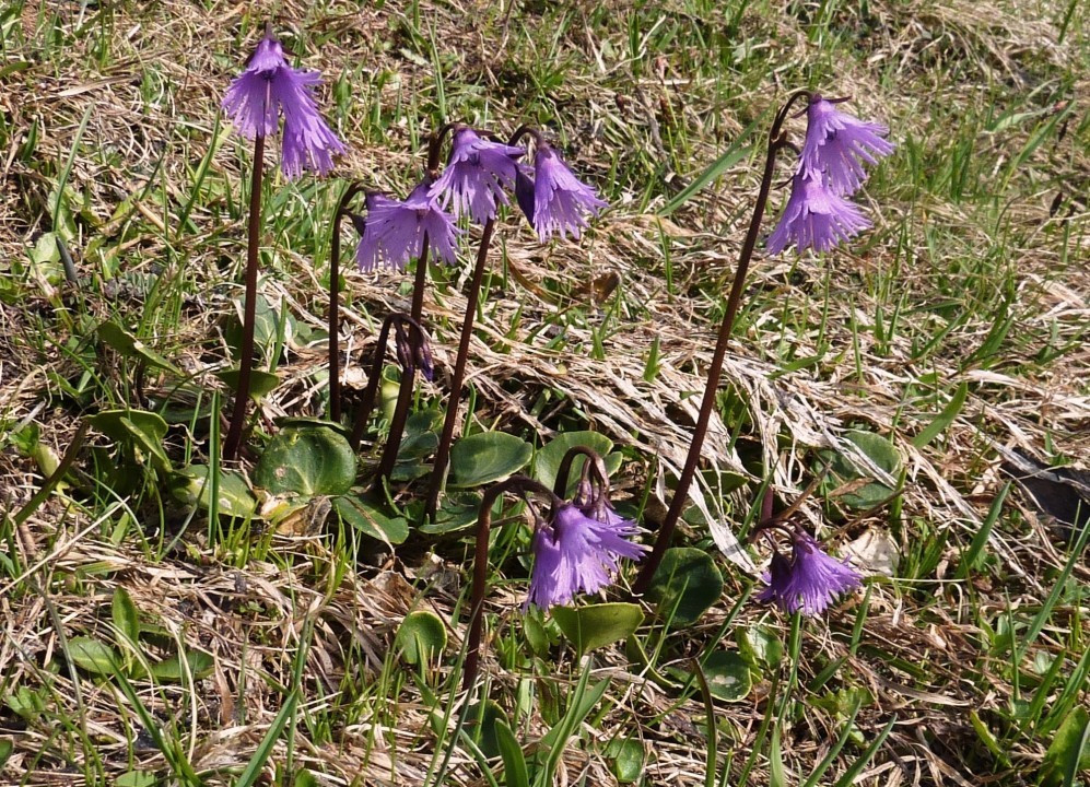 4. Soldanelle-Alpen, gew.Alpenglöckchen, Soldanella alpina 9.5.12 ReschnerA