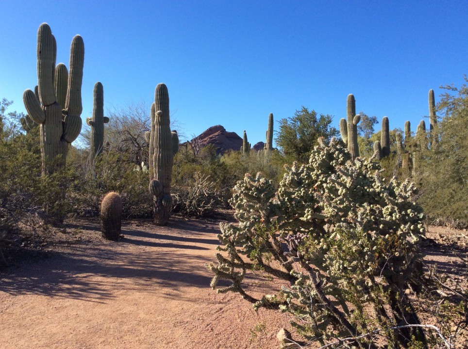Desert Botanical Garden Phoenix