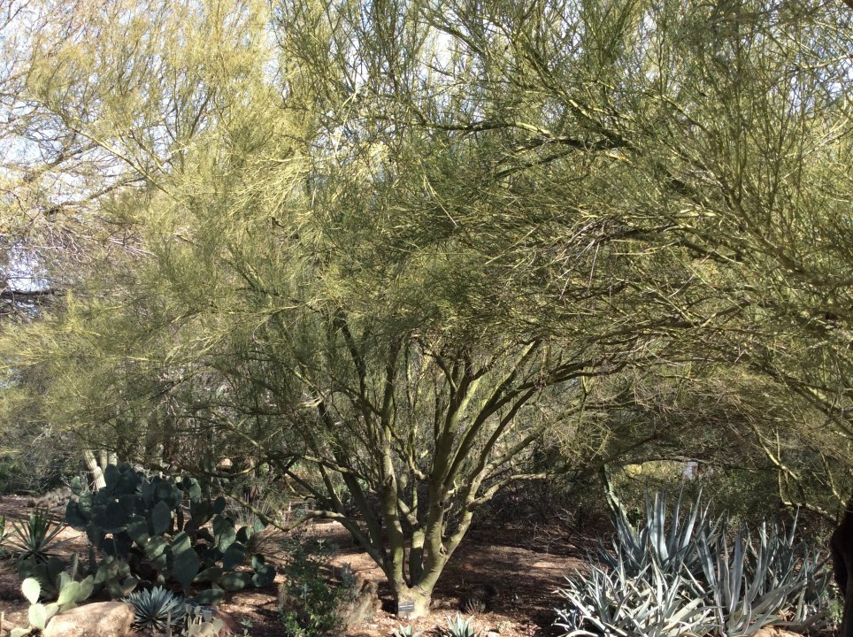 Desert Botanical Garden Phoenix