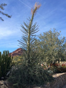 Desert Botanical Garden Phoenix
