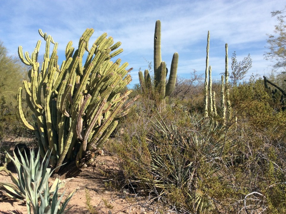 Desert Botanical Garden Phoenix