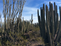 Desert Botanical Garden Phoenix