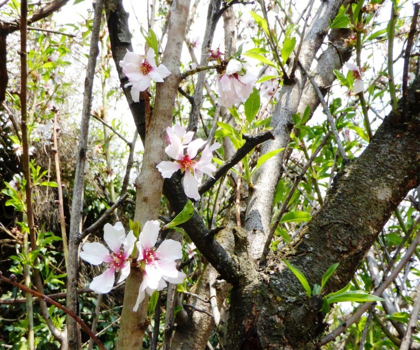 Mandelblüte, Prunus tenella 11.4.15 Naturns