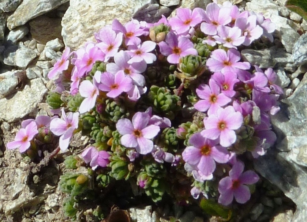 12a. Mannsschild-Alpen-Gletscher, Androsace alpina 16.7.13 StiJo, DreispraSpi