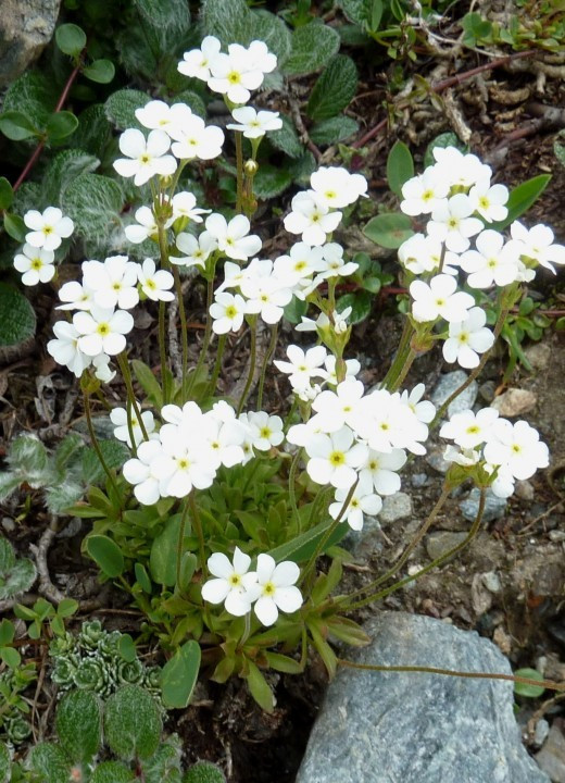 6. Mannsschild-Stumpfblatt, Androsace obtusifolia 5.7.13 Schaubachhü