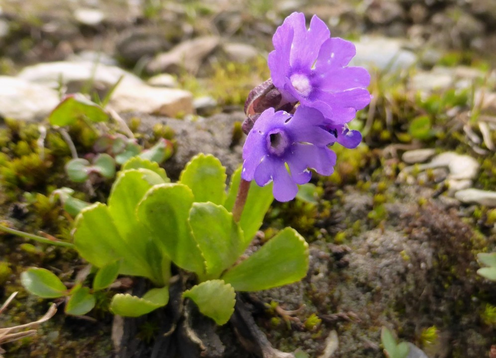 11a. Primula glutinosa, klebrige Primel 11.7.17 Madritsch (1)