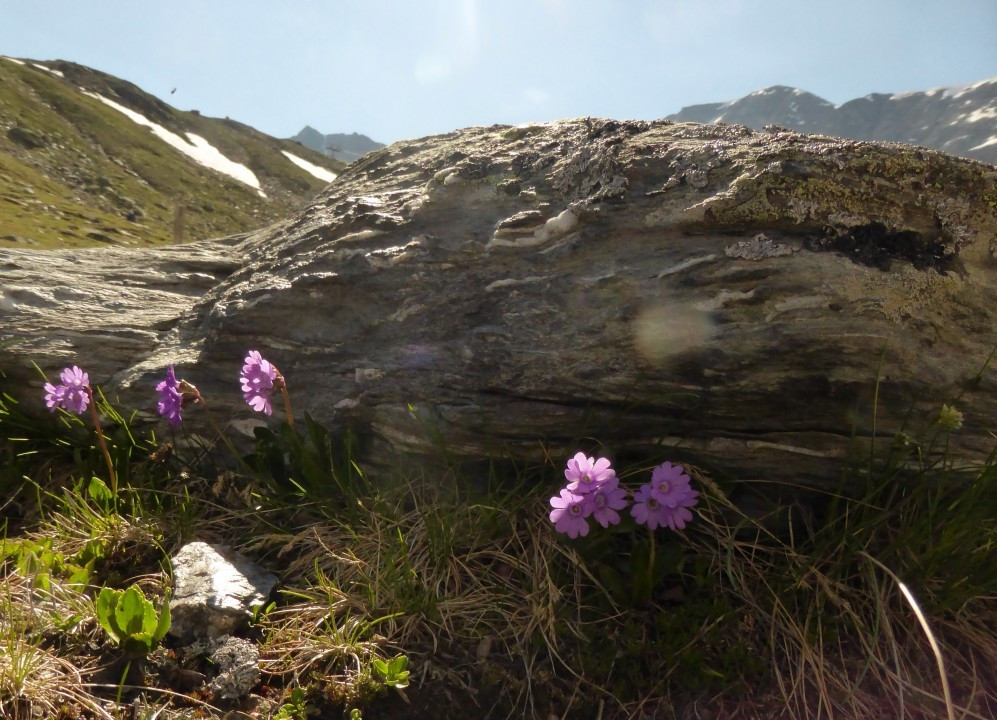 1579879633040_Primula glutinosa, Kleb-Primel 5.7.19 Madritsch (5)
