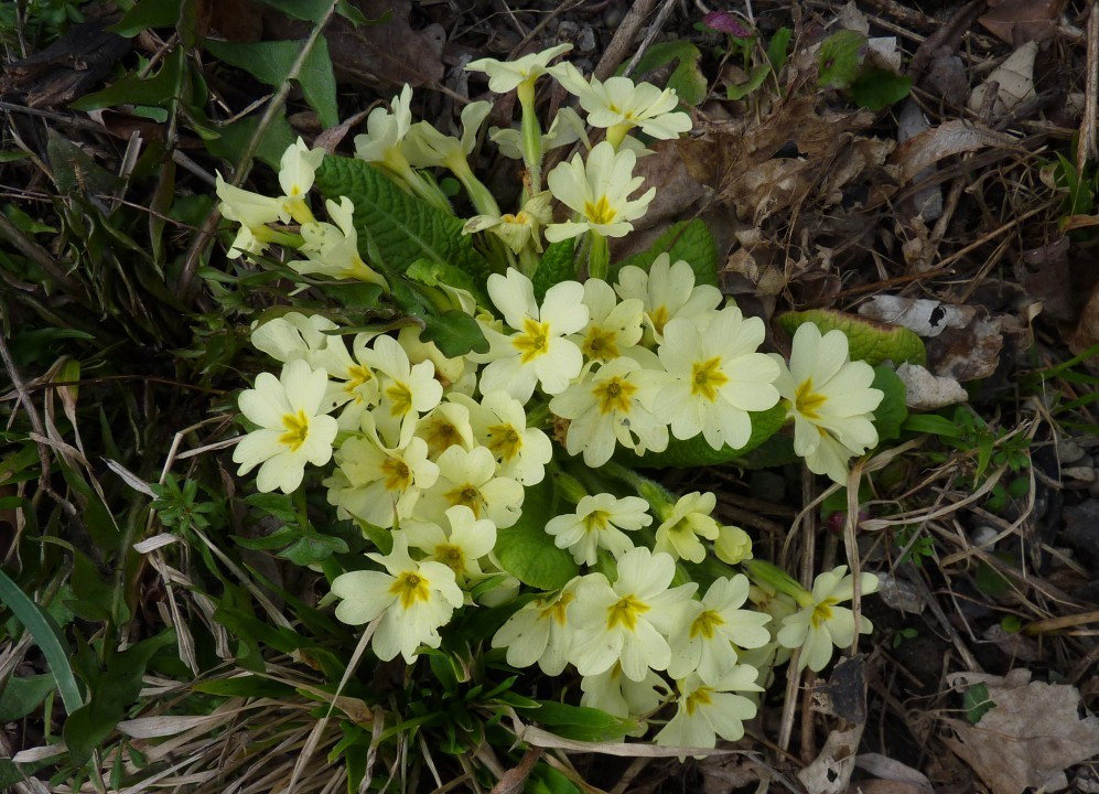 4. Primula vulgaris, stängellose Primel 14.04.13 KÜB!
