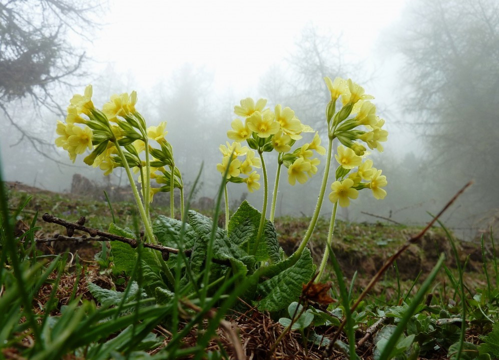 7. Primula eliator, gew-Wald-Primel, hohe Schlüsselblume 26.5.14 ReschnerA