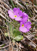 2a. Primula farinosa, Mehl-Primel 8.5.12 Sesvenna